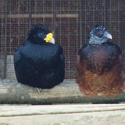 AGRIZOO Bra CN 02 2026 15