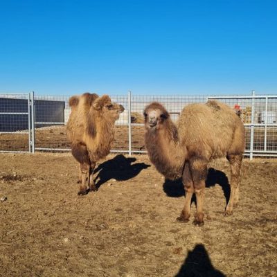AGRIZOO Bra CN 100