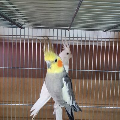 AGRIZOO Bra CN 56