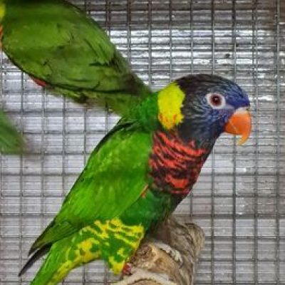 AGRIZOO Bra CN 62