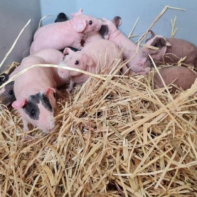 AGRIZOO Bra CN 95